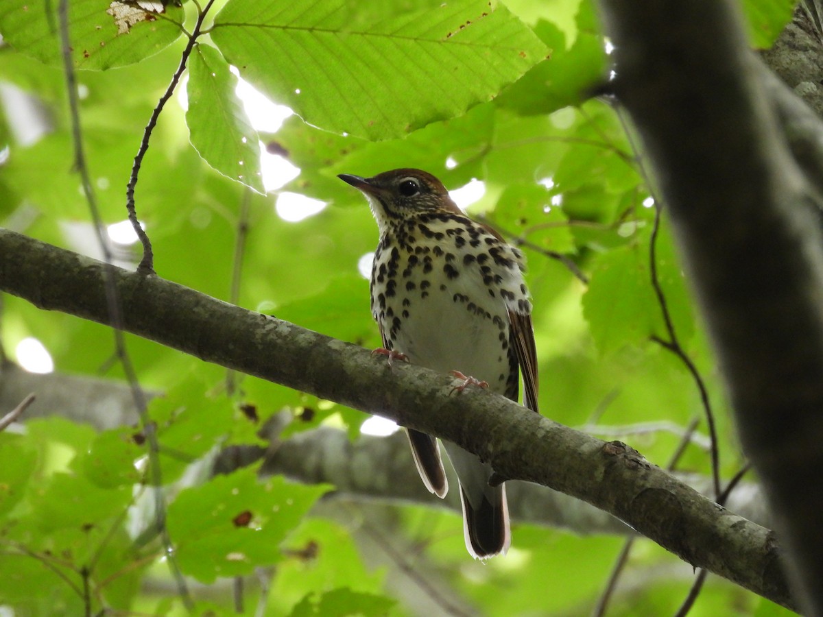 Wood Thrush - ML642029898