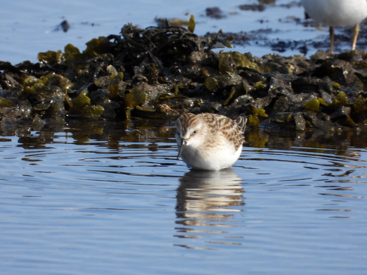 Semipalmated Sandpiper - ML642029901