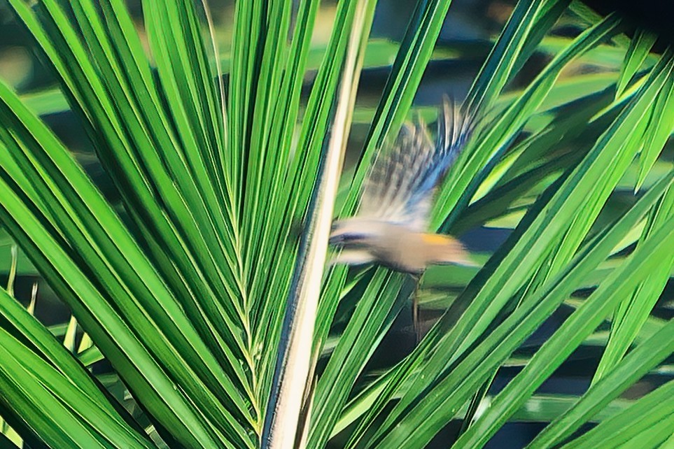 Red-rumped Woodpecker - ML642029905