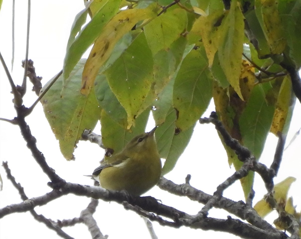 Tennessee Warbler - ML642029912