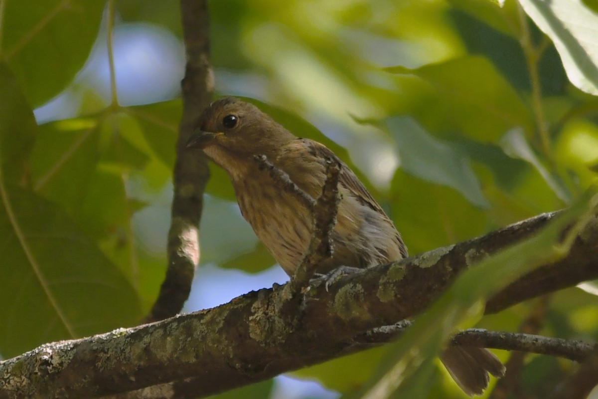 Indigo Bunting - ML642029931