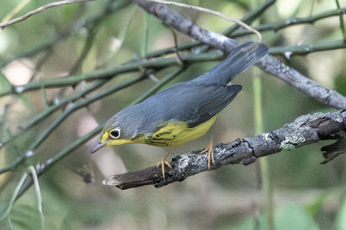 Canada Warbler - ML642029936