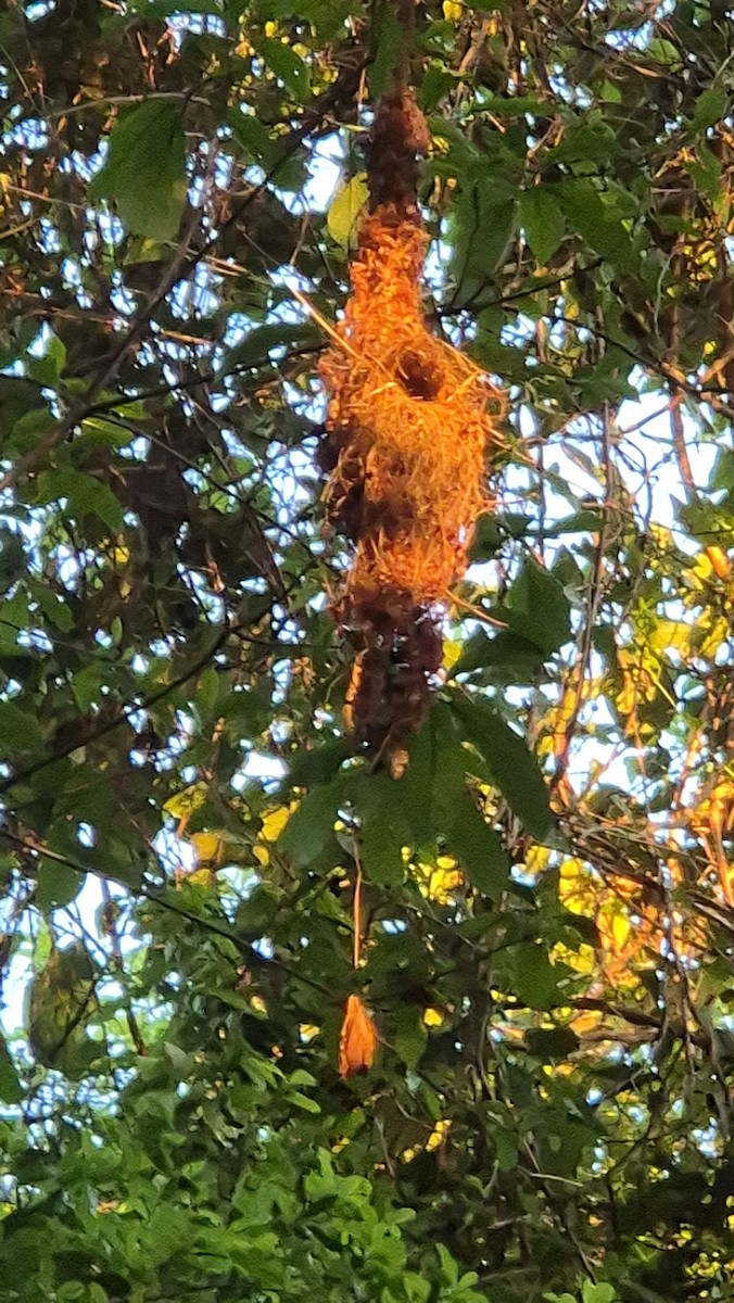 Common Tody-Flycatcher - ML642029952