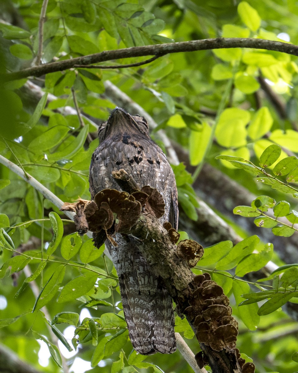 Northern Potoo - ML642029962