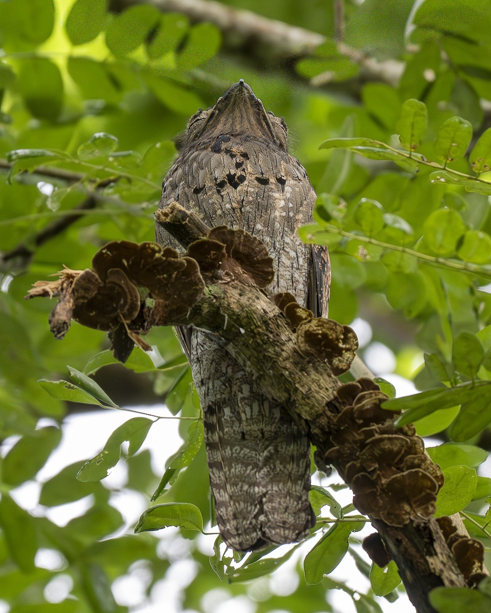 Northern Potoo - ML642029963