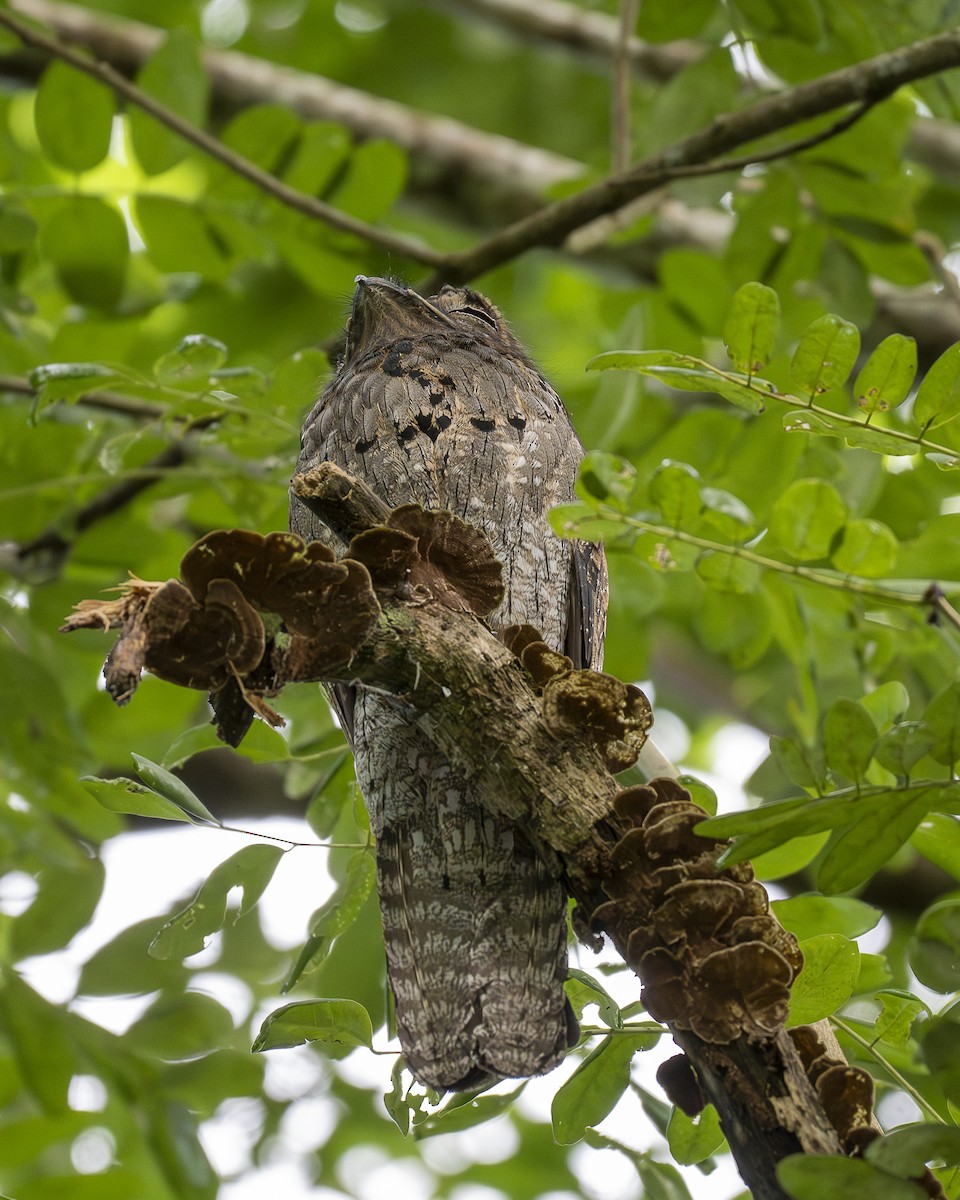 Northern Potoo - ML642029964
