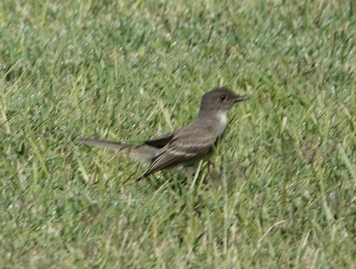 Eastern Phoebe - ML642029965
