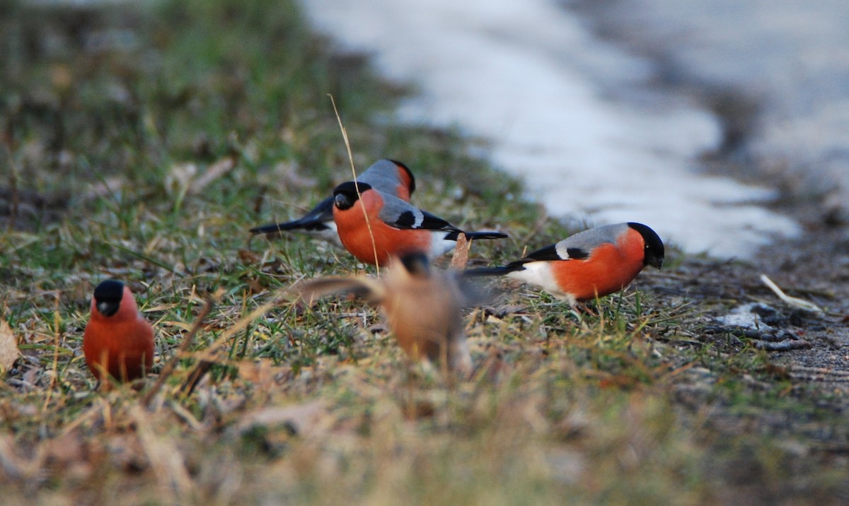 Eurasian Bullfinch - ML642029966