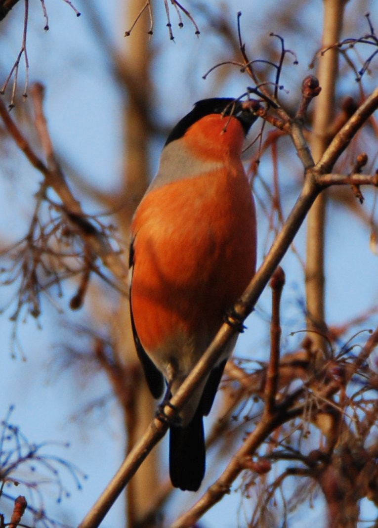 Eurasian Bullfinch - ML642029967