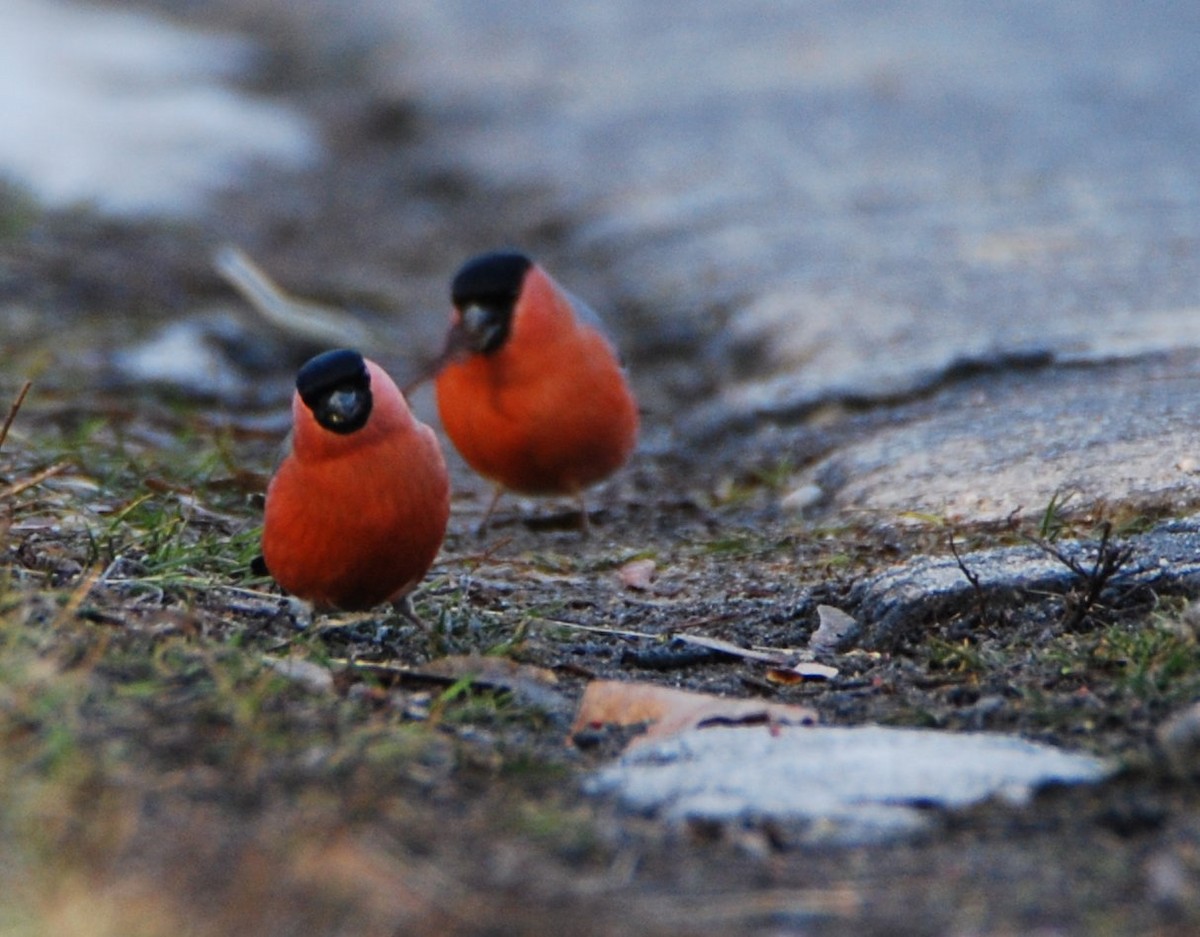 Eurasian Bullfinch - ML642029968