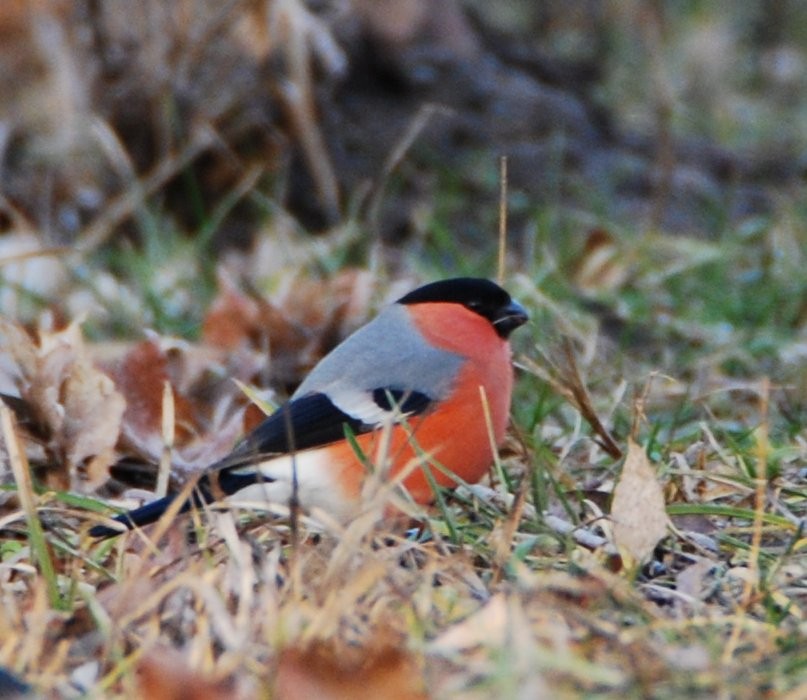 Eurasian Bullfinch - ML642029969