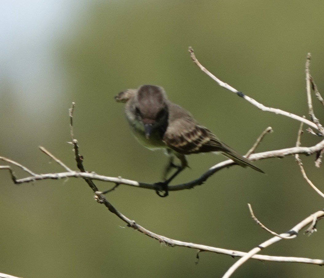 Eastern Phoebe - ML642029973