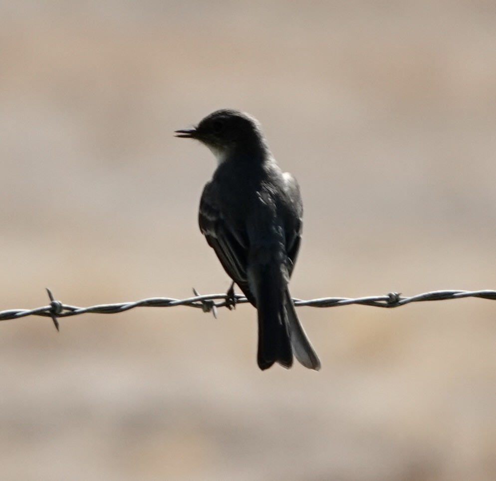 Eastern Phoebe - ML642029976