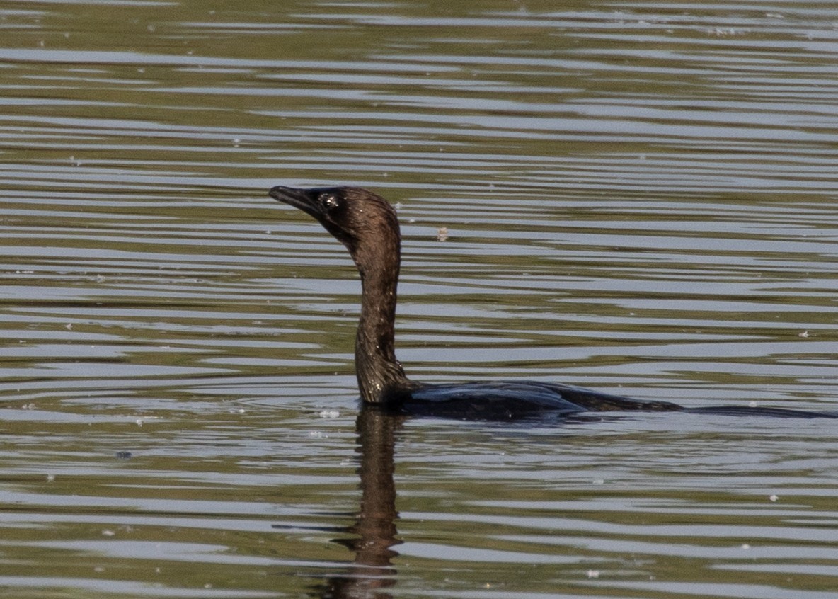 Pygmy Cormorant - ML642029989
