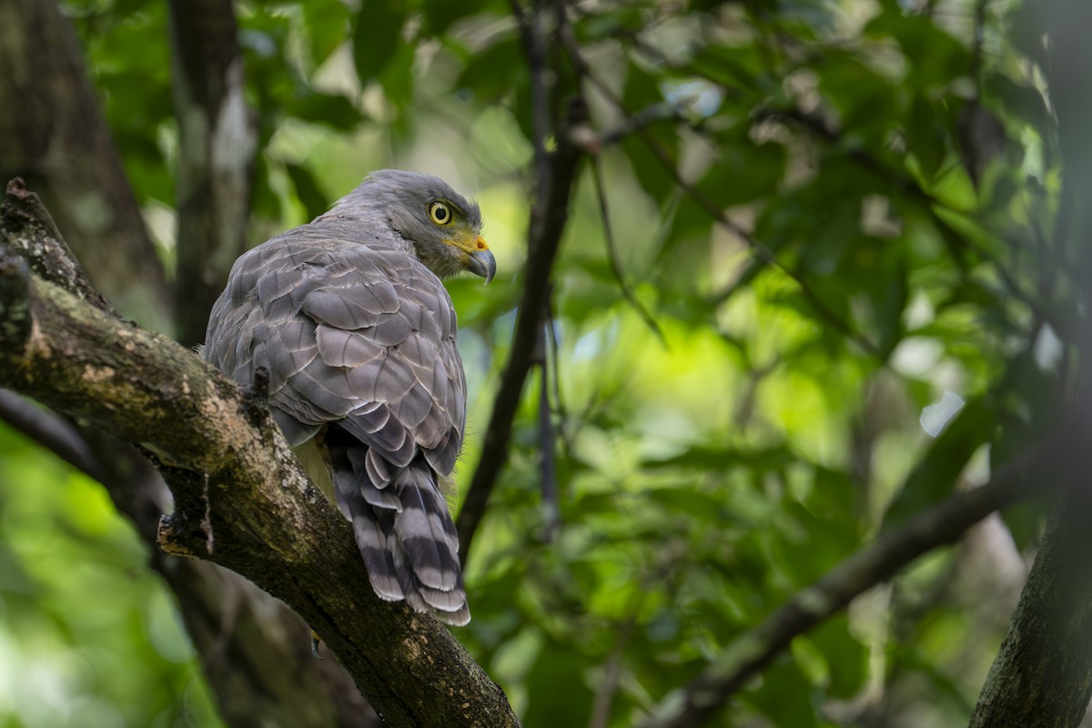 Roadside Hawk - ML642029998