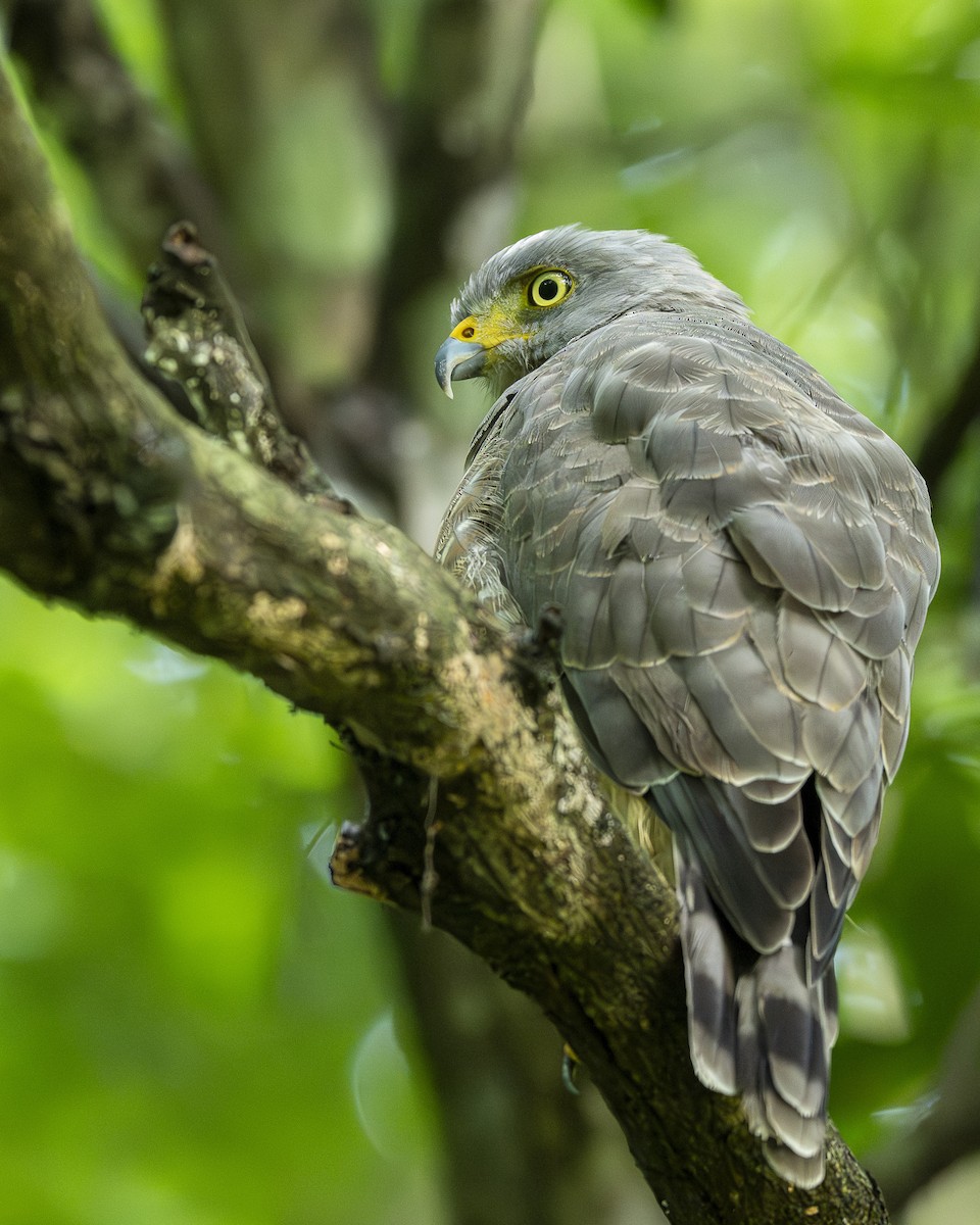 Roadside Hawk - ML642029999