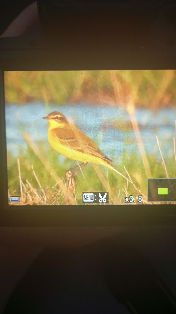 Western Yellow Wagtail (flava) - ML642030000