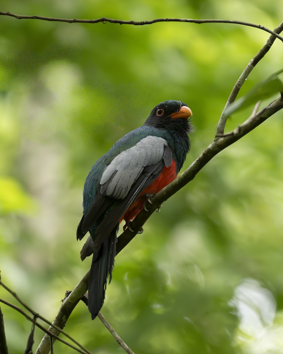 trogon kvokavý - ML642030004