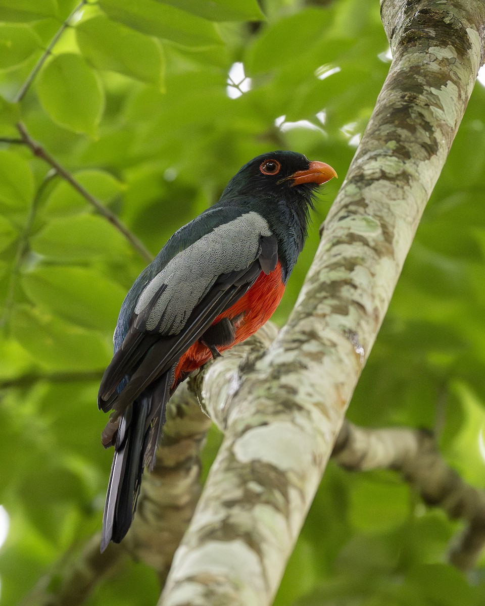 trogon kvokavý - ML642030007