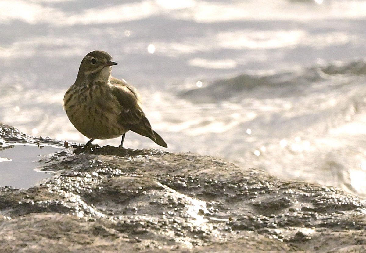 American Pipit - ML642030019