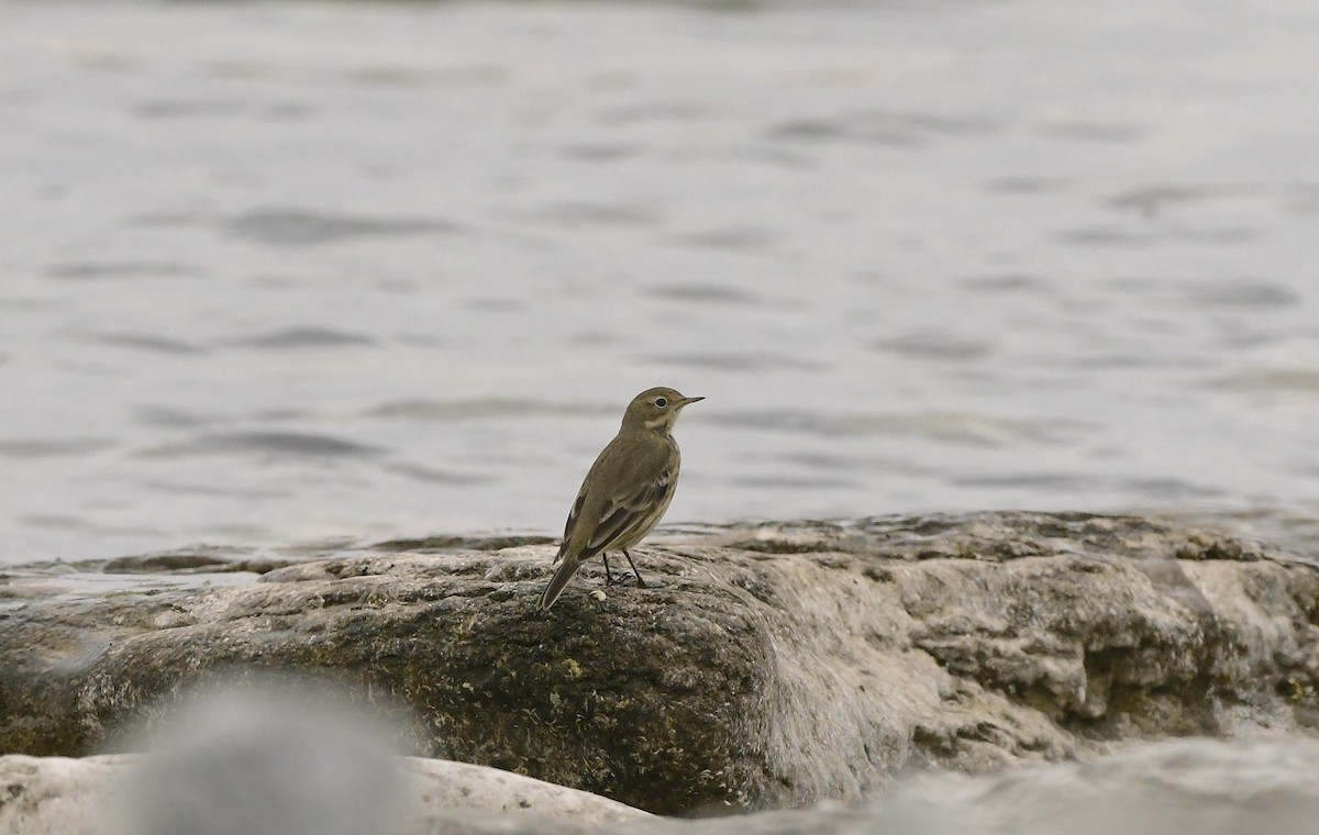 American Pipit - ML642030022