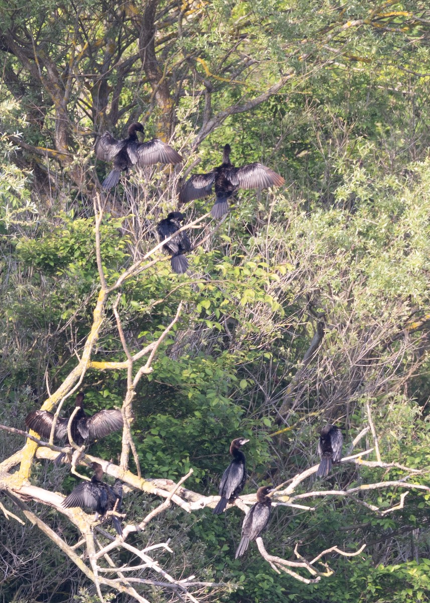 Pygmy Cormorant - ML642030060