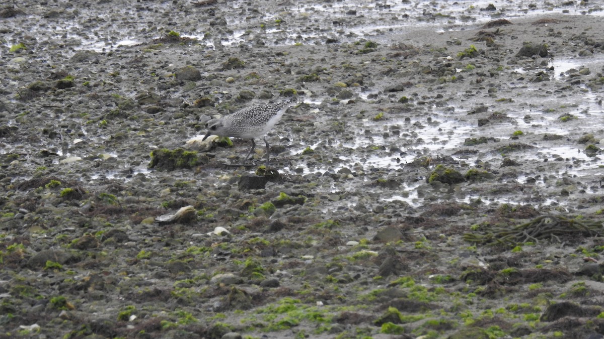 Black-bellied Plover - ML642030075