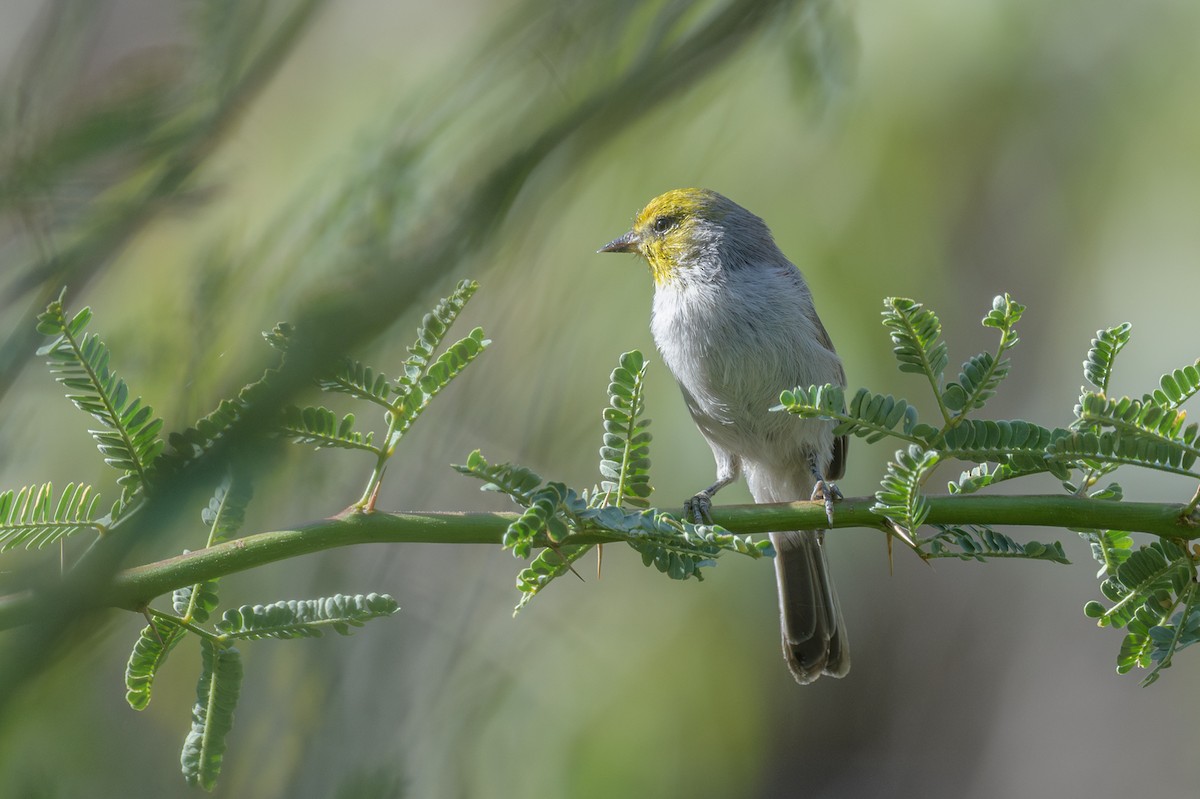 Verdin - ML642030077
