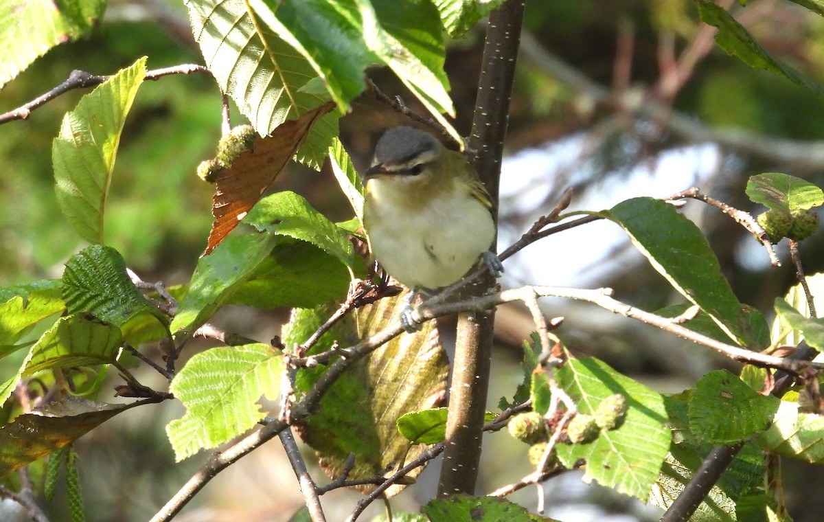 Vireo begigorria - ML642030085