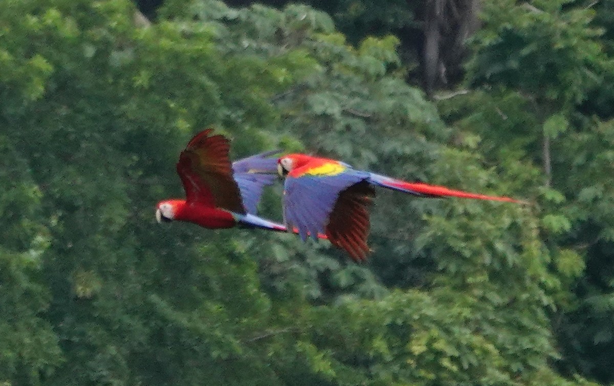 Scarlet Macaw - ML642030107
