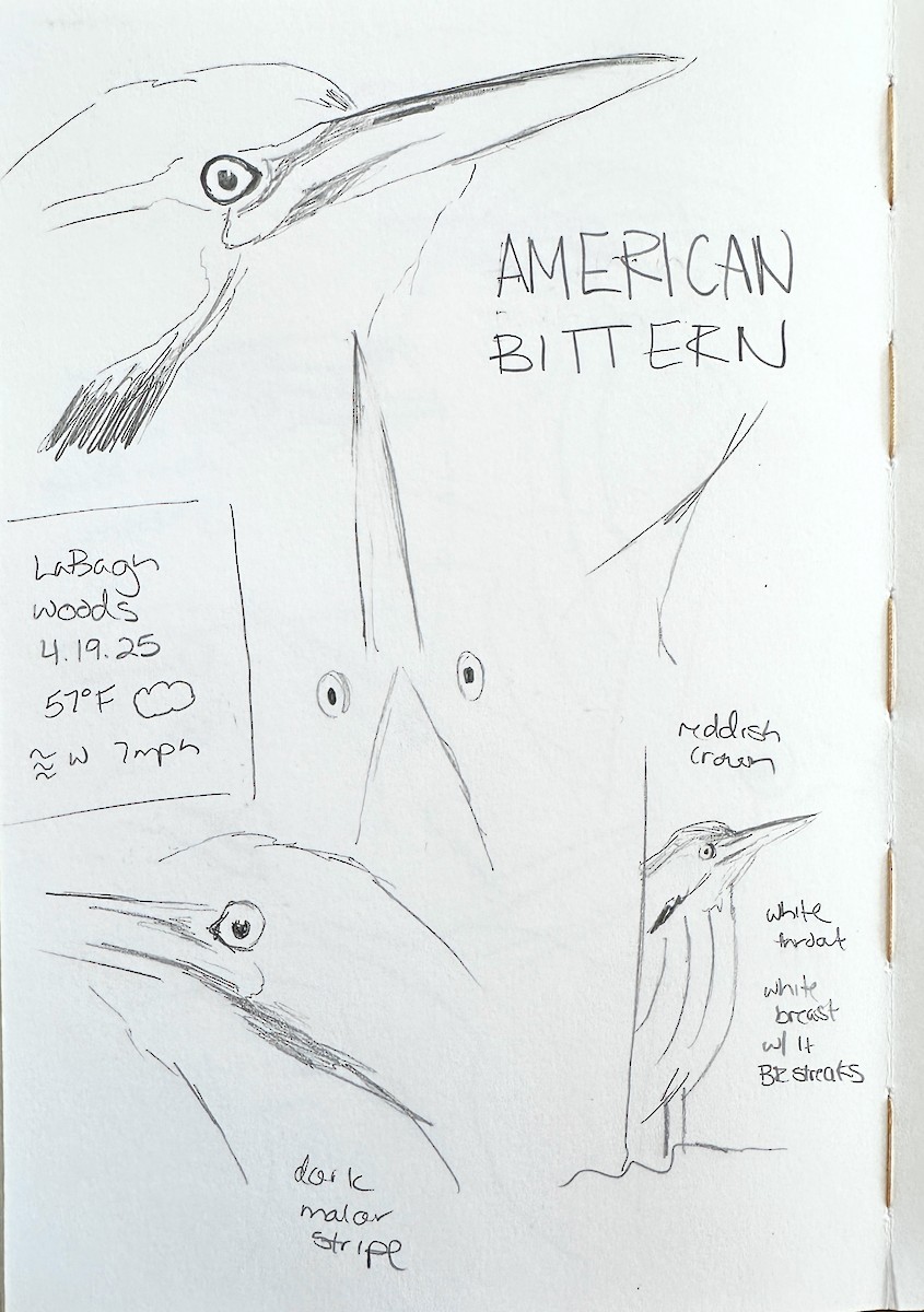 amerikarørdrum - ML642030108