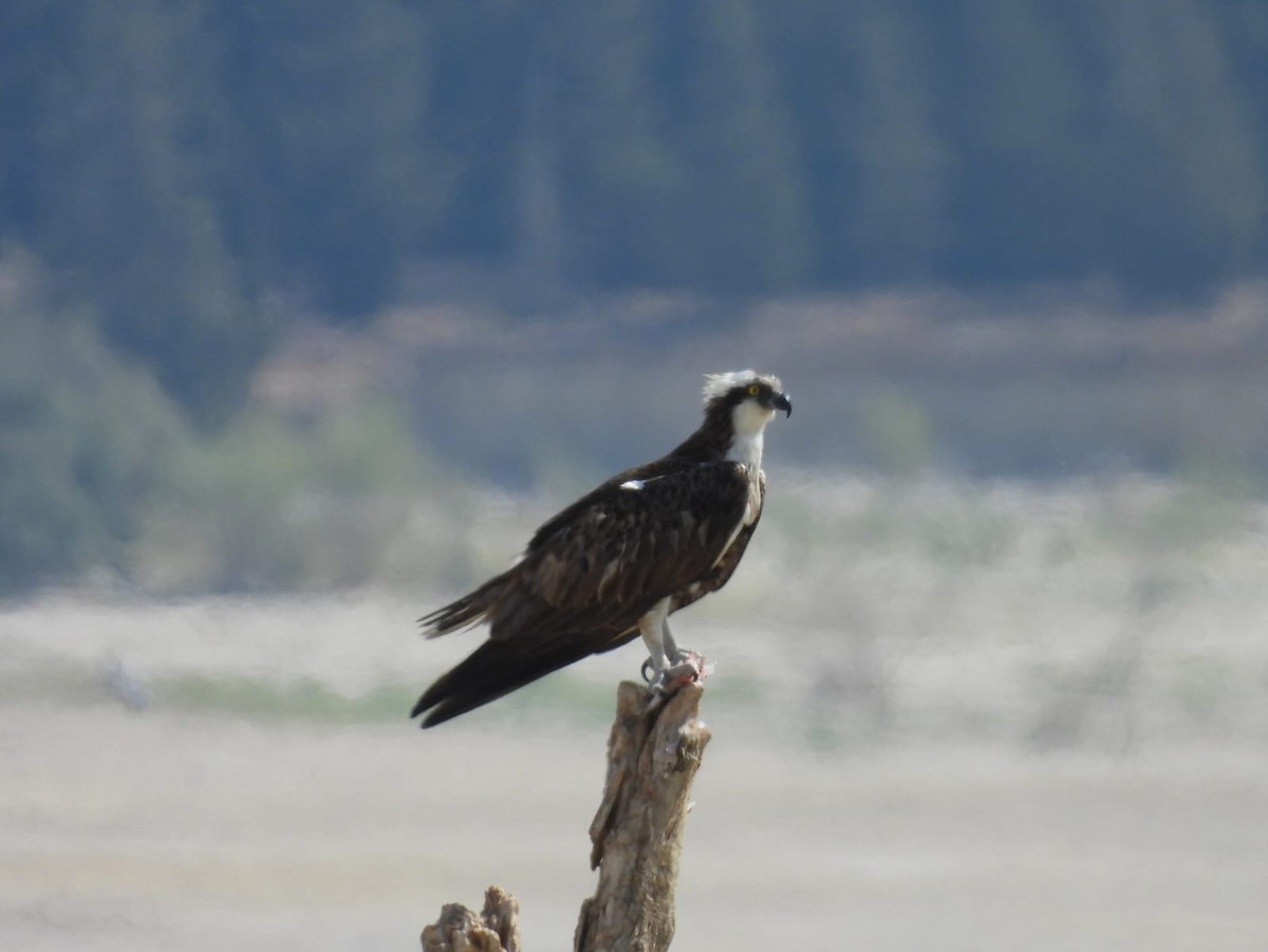 Osprey - ML642030114