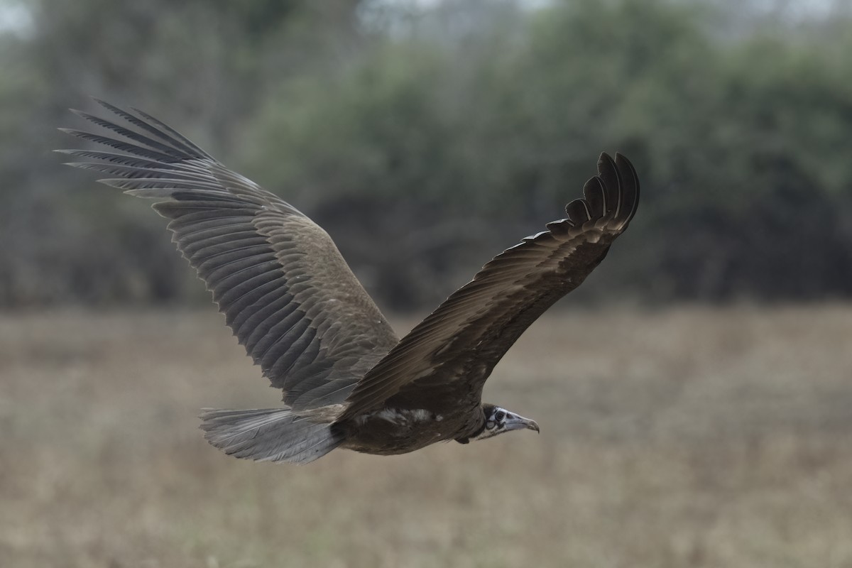 Vautour charognard - ML642030133