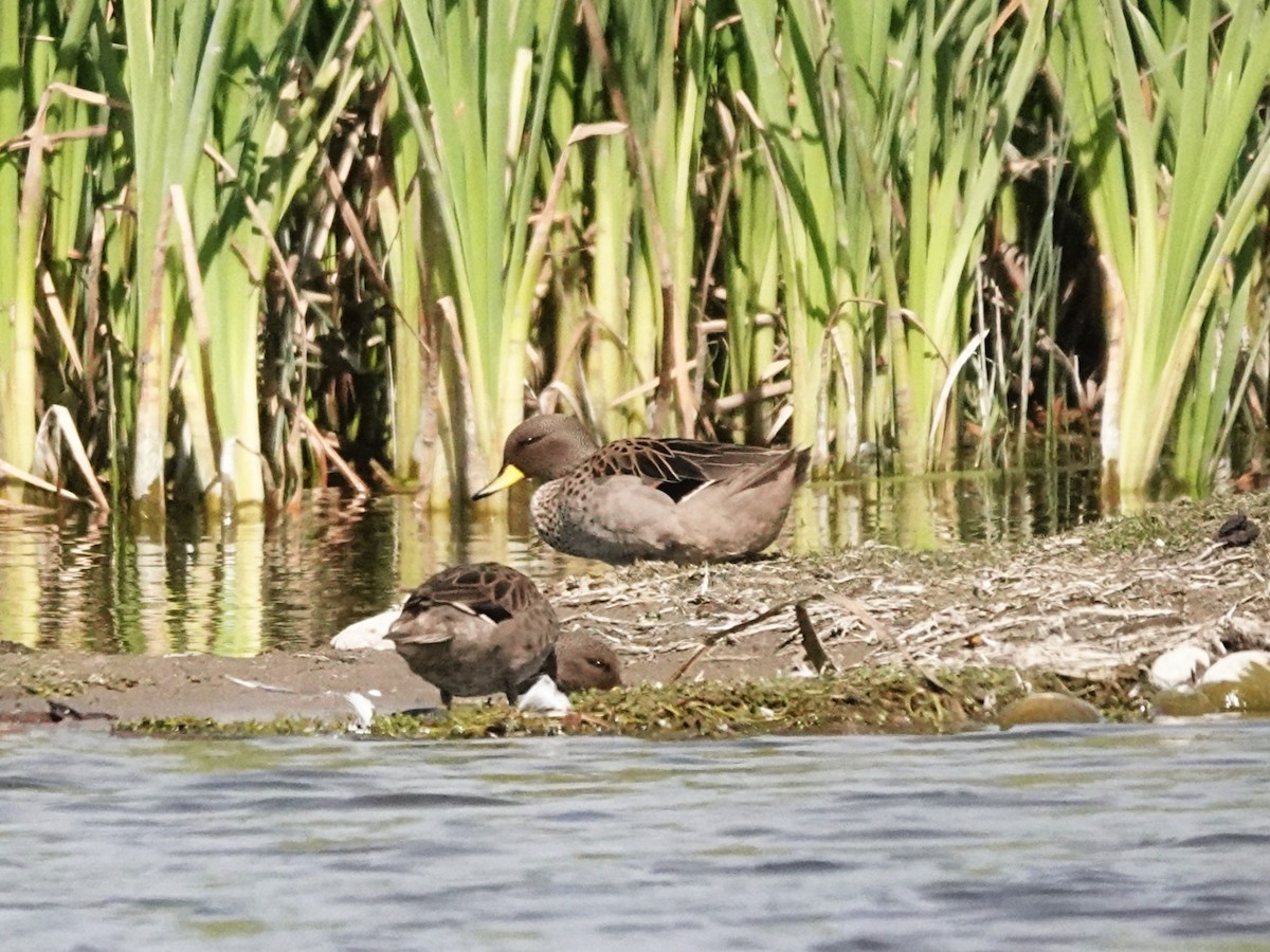 Yellow-billed Teal - ML642030137