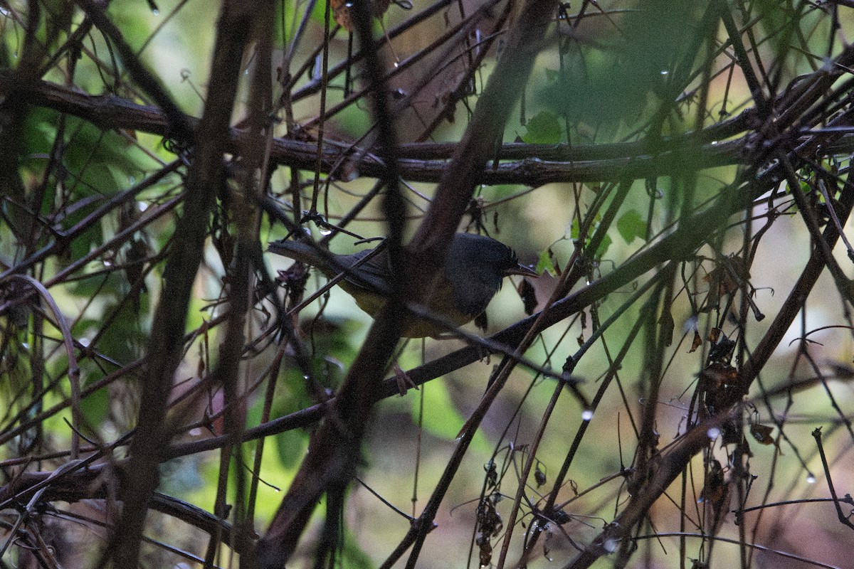 Mourning Warbler - ML642030138