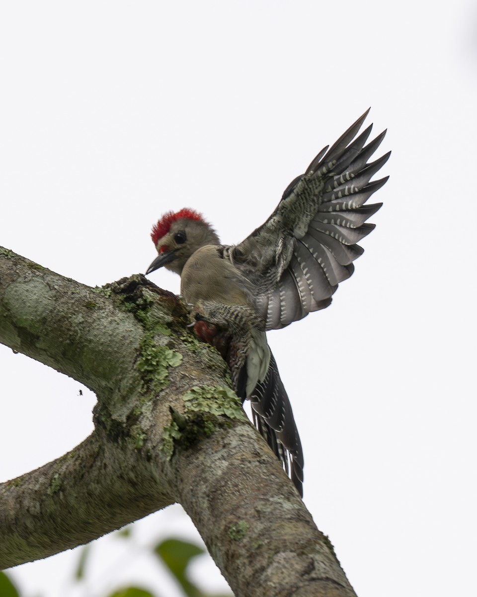 Golden-fronted Woodpecker - ML642030143