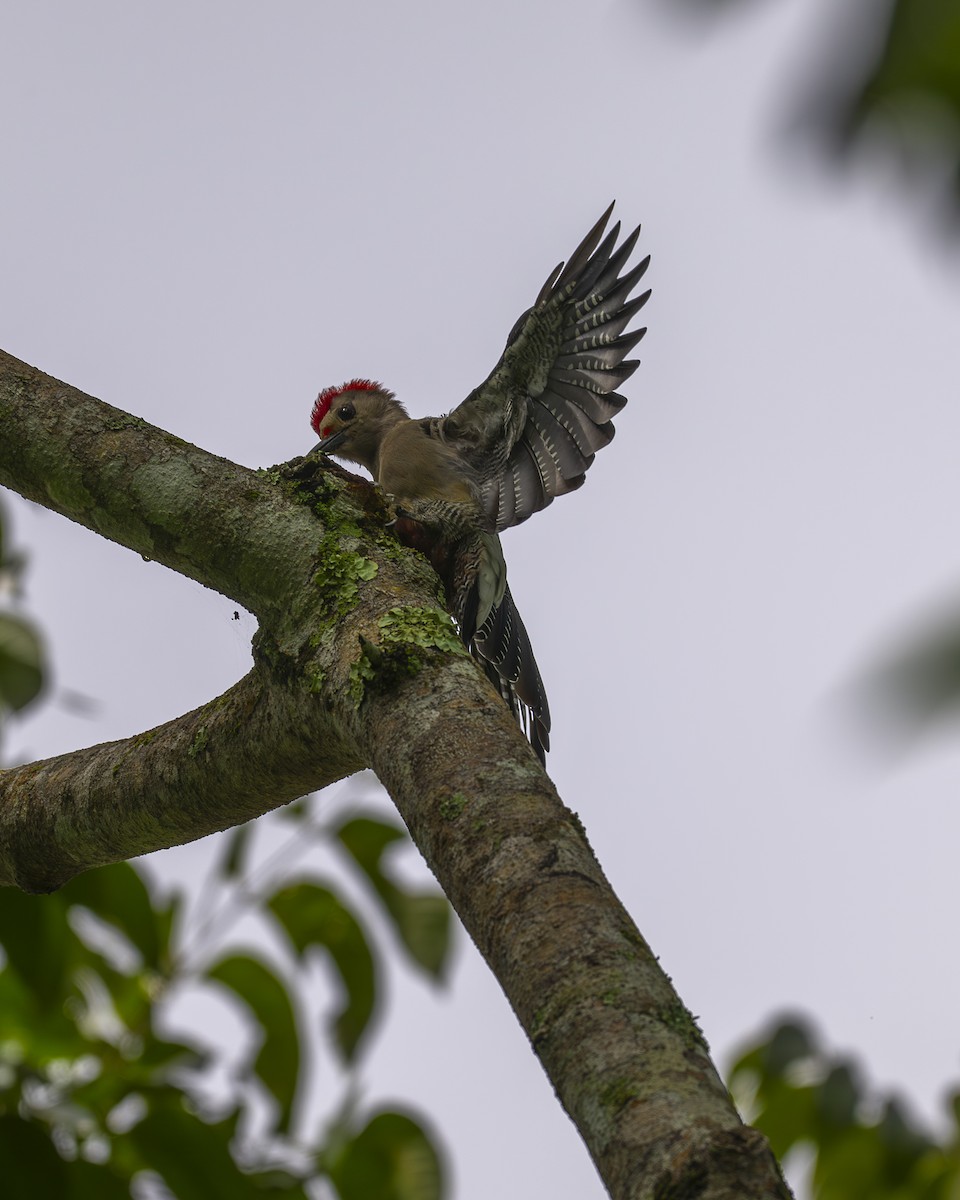 Golden-fronted Woodpecker - ML642030146