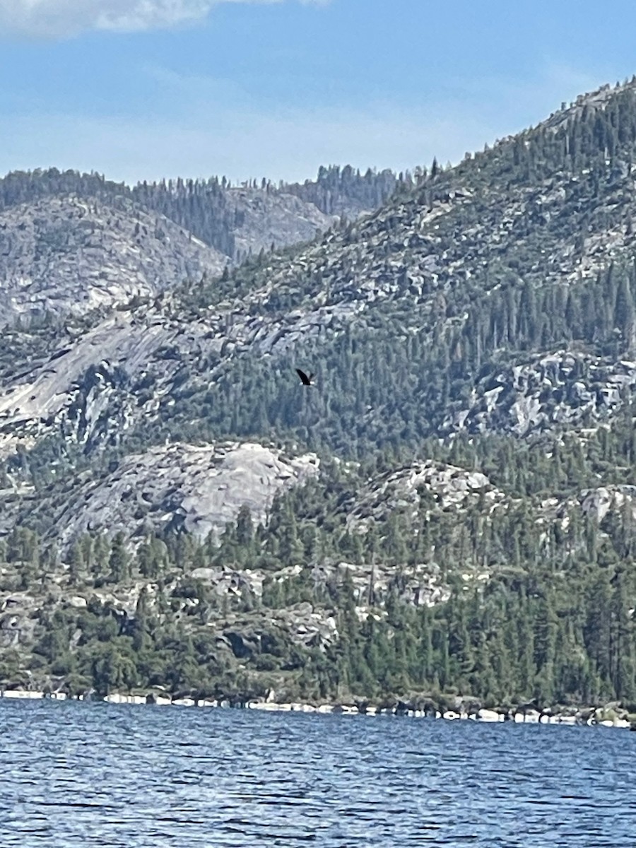 Bald Eagle - ML642030153