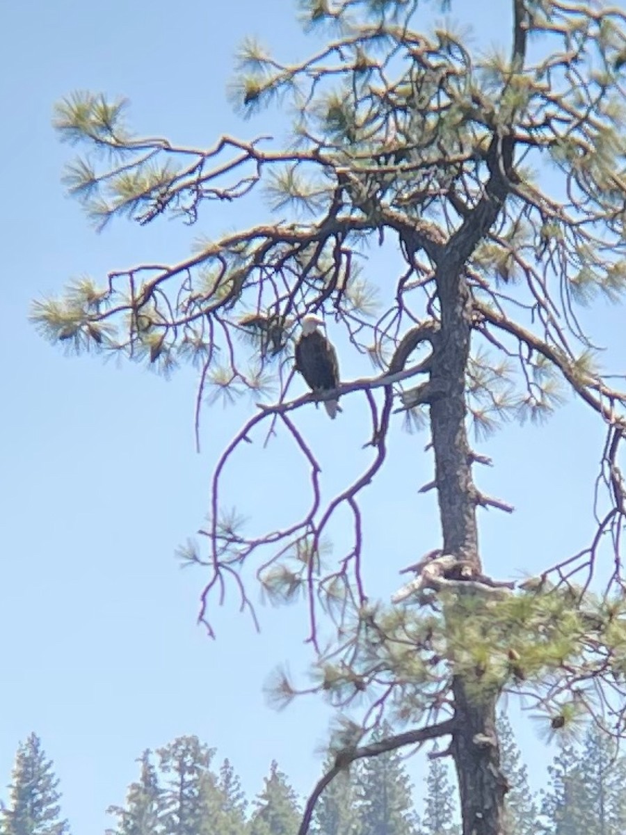 Bald Eagle - ML642030154