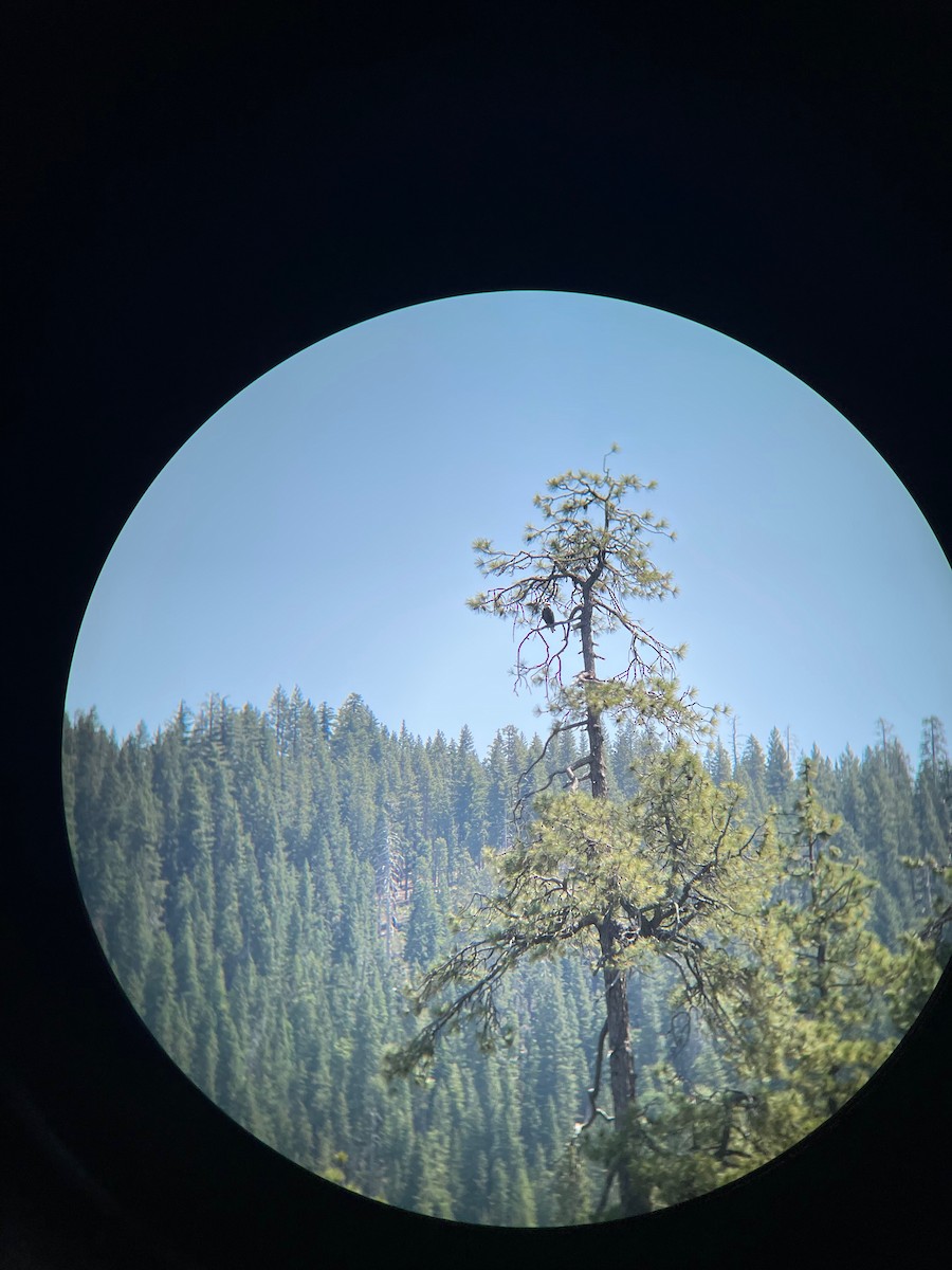 Bald Eagle - ML642030155