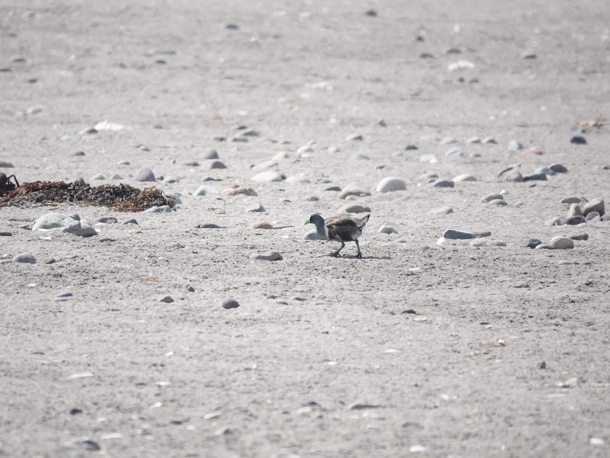 Spot-flanked Gallinule - ML642030156
