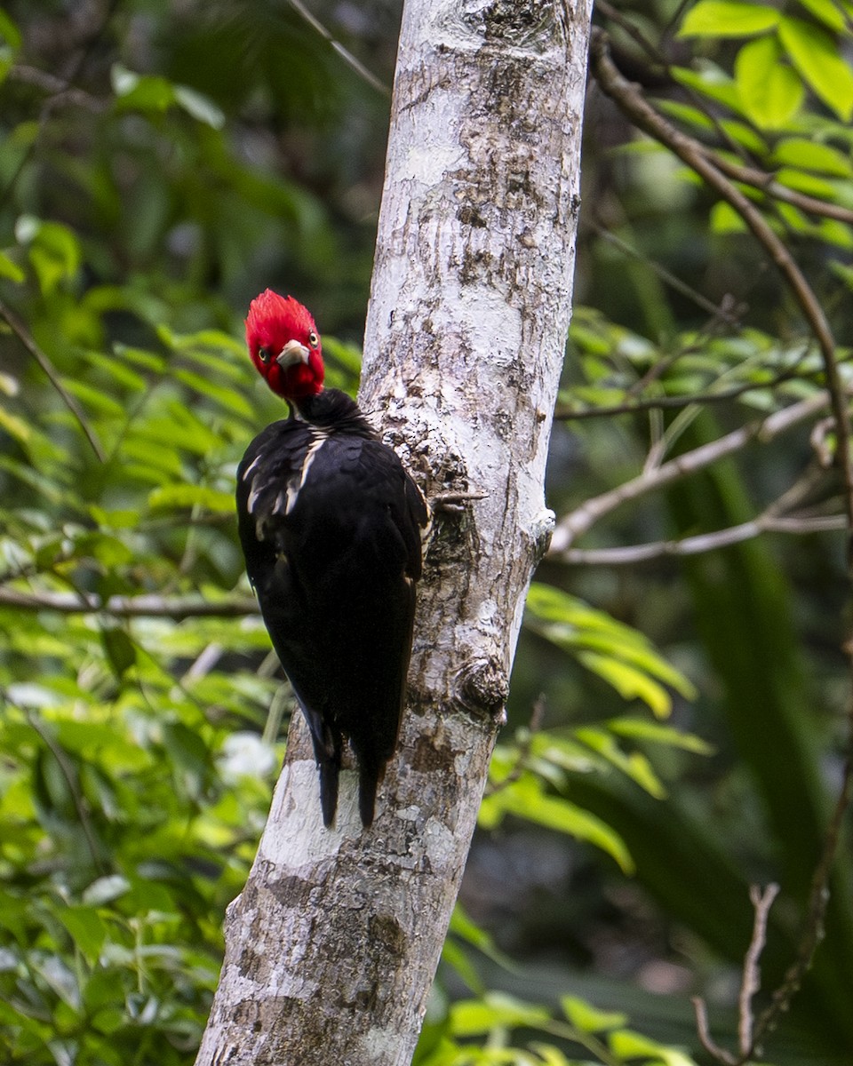 Pale-billed Woodpecker - ML642030158