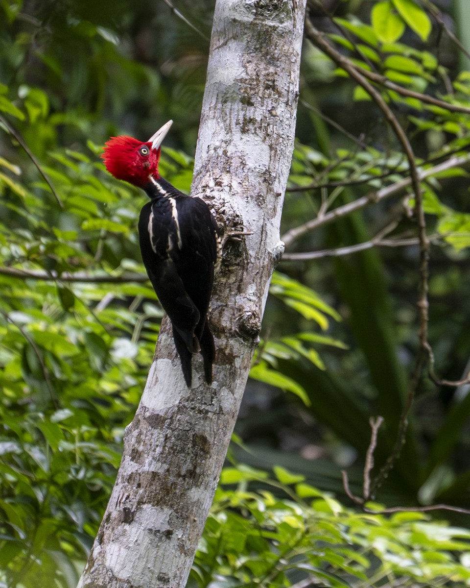 Pale-billed Woodpecker - ML642030159