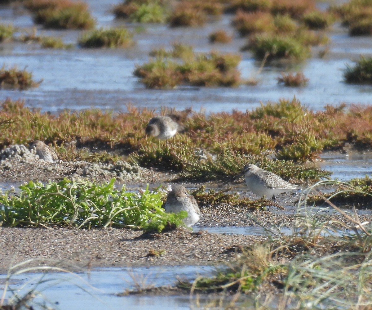 Curlew Sandpiper - ML642030166