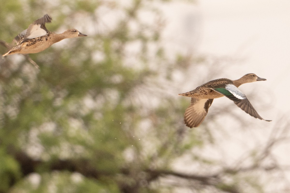 Blue-winged Teal - ML642030172