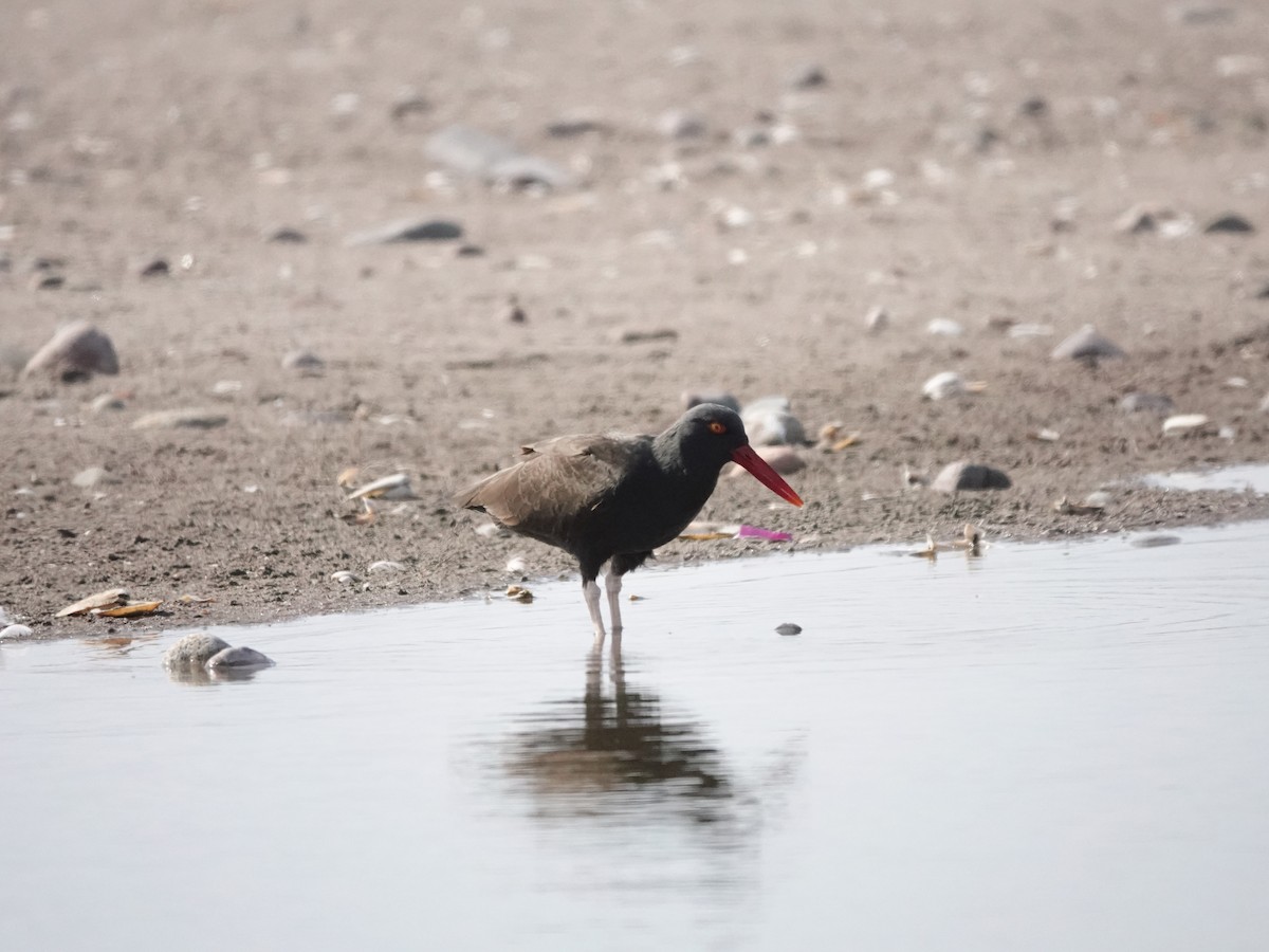 Blackish Oystercatcher - ML642030173