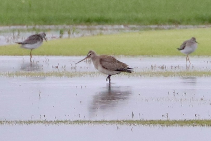 Hudsonian Godwit - ML642030199