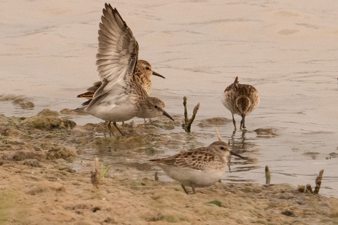 Least Sandpiper - ML642030200