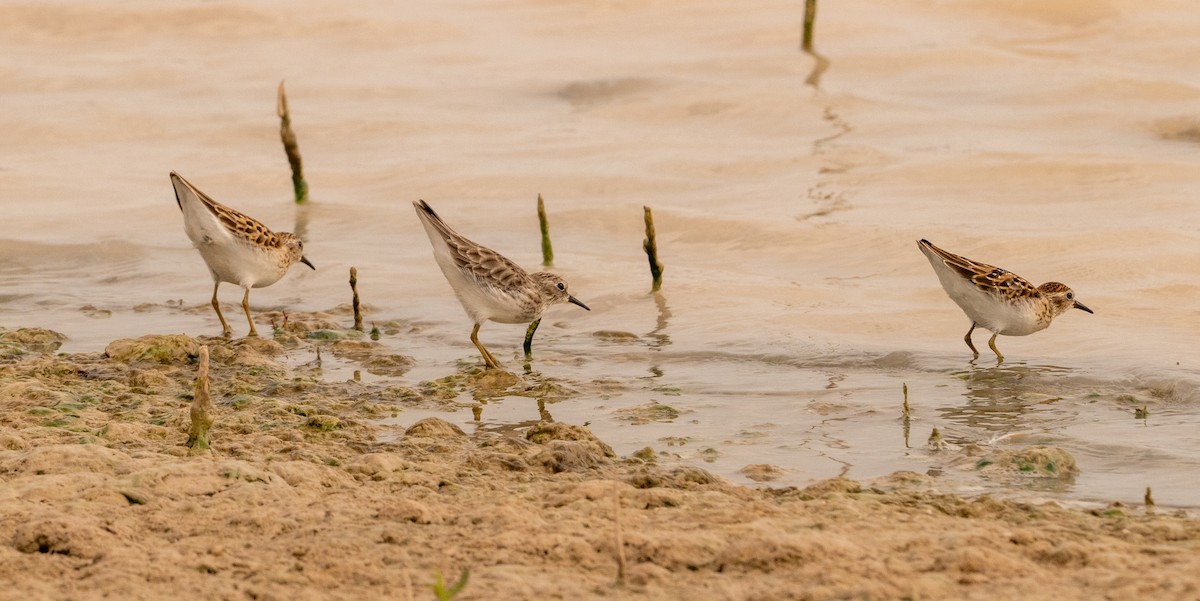 Least Sandpiper - ML642030201