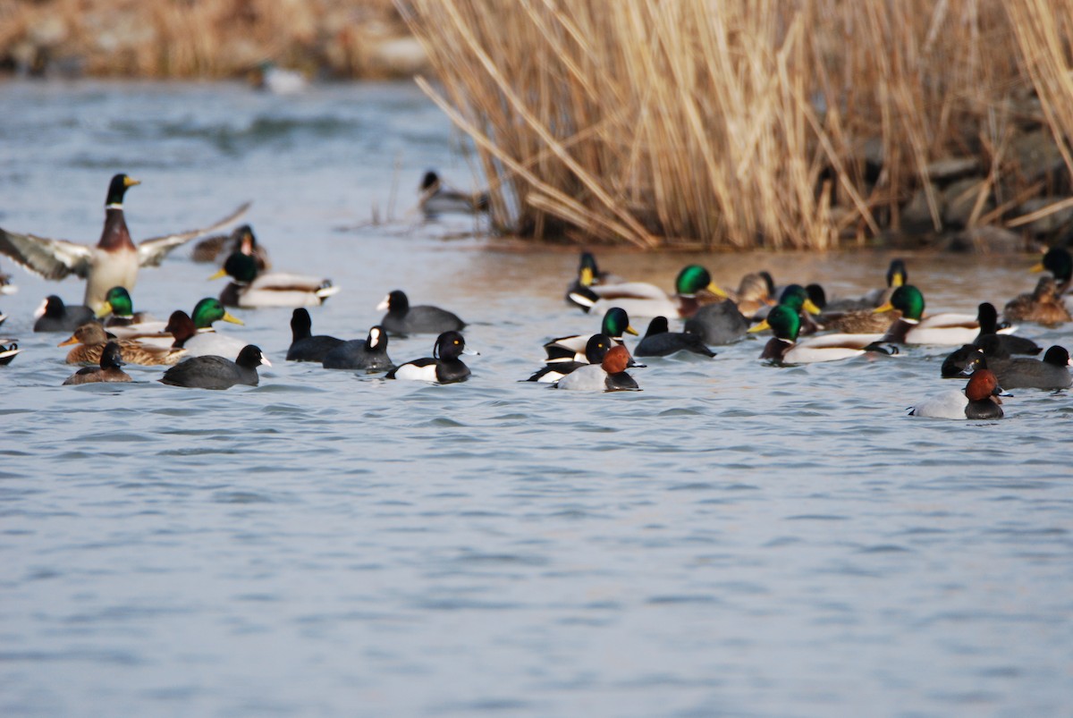 Common Pochard - ML642030203